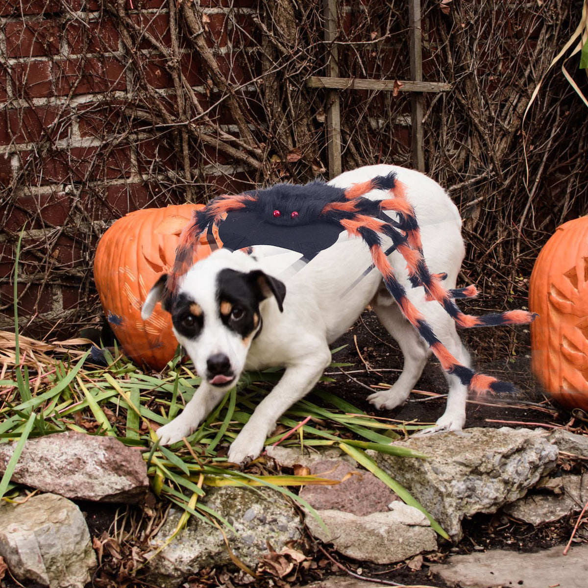 Spider Halloween costume for dogs and cats